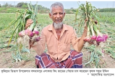কিং জাতের পেঁয়াজ চাষে কৃষকের মুখে হাসি  