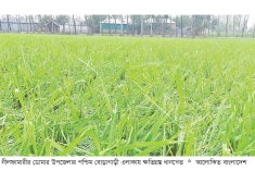 ডোমারে শিলাবৃষ্টিতে ফসলের ব্যাপক ক্ষতি  