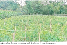 গ্রীষ্মকালীন টমেটো চাষে দিন ফিরছে কৃষকের  