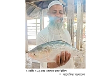 এক ইলিশ সাড়ে সাত হাজারে বিক্রি  