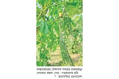 টেকনাফে করলা চাষিরা লাভবান  