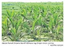 চট্টগ্রাম মিরসরাই উপকূলে গড়ে উঠছে গোলপাতার বন  