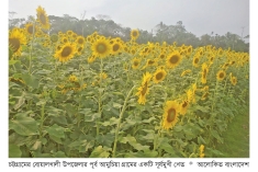 বোয়ালখালীতে সূর্যমুখীর চাষ বাড়ছে  