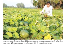মিষ্টি কুমড়ার ফলনে কৃষকের তৃপ্তির হাসি  