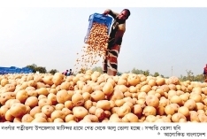 নওগাঁয় আলু চাষিরা লোকসানে  