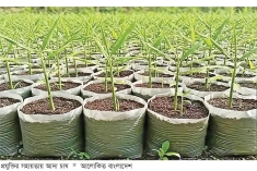 আধুনিক কৃষি পদ্ধতিতে আদা ও কলা চাষে লিটনের সাফল্য  