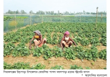স্ট্রবেরি চাষে পাল্টে গেছে সিরাজগঞ্জের কৃষিচিত্র  