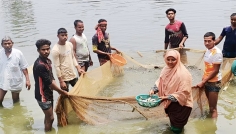 দিনাজপুরে মাছের পোনা চাষে স্বাবলম্বী সাদেকা বানু