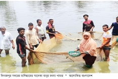 মাছের পোনা উৎপাদনে ফিরছে সচ্ছলতা  