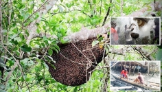 বিশ্বের বৃহত্তম ম্যানগ্রোভ সুন্দরবনে ১ এপ্রিল থেকে মধু আহরণ শুরু