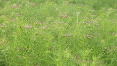 হাকিমপুরে প্রথমবার জিরা চাষে সাফল্যের মুখ দেখছেন কৃষক