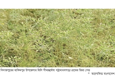 হাকিমপুরে জিরা চাষে সাফল্য  