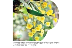 হারিয়ে ফেলা উদ্ভিদ ফেরানোর আবশ্যিকতা  