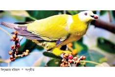 বিলুপ্তির মুখে নানান প্রাণী  