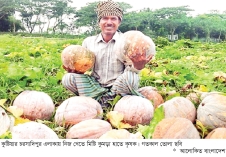 কুষ্টিয়ার চরে মিষ্টি কুমড়ার ফলনে খুশি কৃষক  
