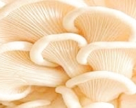 মাশরুমের স্বাস্থ্য উপকারিতা  