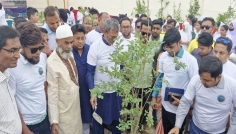 চাঁদপুরে সড়ক বিভাগের উদ্যোগে ২ হাজার বৃক্ষরোপণ শুরু