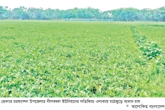 দক্ষিণাঞ্চলে চীনাবাদামে ফিরছে কৃষকের সচ্ছলতা  