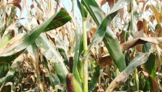 চুয়াডাঙ্গায় জমি বিরোধে ভুট্টা ক্ষেতে বিষ প্রয়োগের অভিযোগ