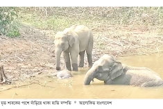 ডোবায় শাবকের মরদেহ, পাশেই তিনদিন দাঁড়িয়েছিল হাতি দম্পতি  