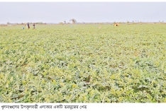 খুলনাঞ্চলে তরমুজের ব্যাপক ফলনে ৭২৩ কোটি টাকার বাণিজ্যিক সম্ভাবনা  