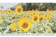 সূর্যমুখী চাষে বদলে যাচ্ছে রায়পুরের গ্রামীণ অর্থনীতি  