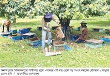 লিচুর বাগানে ‘মধু বিপ্লব’  