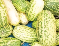 বাঙ্গি খাওয়ার উপকারিতা  