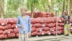 দামুড়হুদায় পেঁয়াজের দামে হতাশ চাষিরা, গুনতে হচ্ছে লোকসান