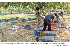 চলনবিলে লিচু বাগানে মধু সংগ্রহে ব্যস্ত মৌয়ালরা  