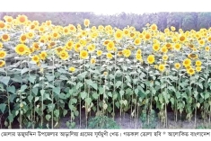 তজুমদ্দিনে সূর্যমুখী চাষে লাভবান কৃষক  