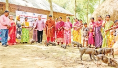 সাঁওতাল পল্লীতে দরিদ্র পরিবারের জীবনমান উন্নয়নে শুকর বিতরণ  