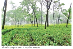 ফটিকছড়িতে চা শিল্পের অপার সম্ভাবনা  