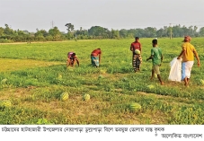 রাউজানে তরমুজের ফলনে খুশি  