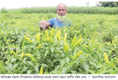 কাঁচামরিচ চাষে স্বল্প খরচে লাভ বেশি  