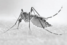 মশার যন্ত্রণায় অতিষ্ঠ ডেমরাবাসী  