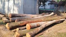 সখীপুরে টেন্ডার ছাড়াই প্রশিকার গাছ কাটার অভিযোগ