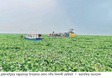 মেঘনায় কচুরিপানার জট, দুর্ভোগে ১০ উপজেলার মানুষ  