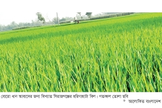 বোরো ধানের ভালো ফলনের আশায় কৃষক  