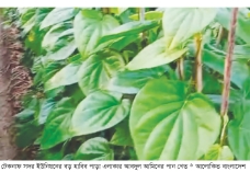 টেকনাফে পান চাষে স্বাবলম্বী কৃষক  