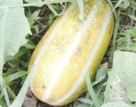 বাঙ্গি খাওয়ার উপকারিতা  