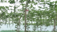 দিনাজপুরে চিচিঙ্গা চাষে কৃষকদের সাফল্য