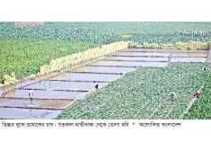 তিস্তার বুক তামাকের দখলে  