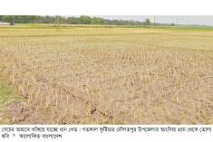 ডিজেল সংকটে বোরো ধান চাষে বিপাকে চাষিরা  