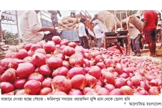 ফলন ভালো, দাম কম থাকায় ক্ষতির মুখে ফরিদপুরের পেঁয়াজ চাষিরা  