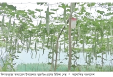 দিনাজপুরে চিচিঙ্গা চাষে কৃষকদের সাফল্য  
