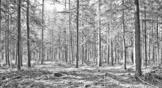 বনভূমি রক্ষায় প্রয়োজন সুনির্দিষ্ট পরিকল্পনা  