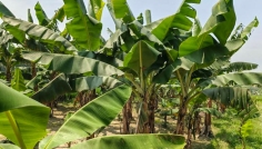 সিরাজগঞ্জে কলা চাষে ফিরছে কৃষকের সচ্ছলতা