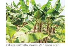 চাঁপাইনবাবগঞ্জে শিলাবৃষ্টিতে ফসলের ব্যাপক ক্ষতি  