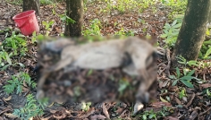 গজারিয়ায় পরিত্যক্ত ঘরে ১৩ ঘোড়া জবাই, জীবিত উদ্ধার এক